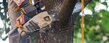 Best Commercial Tree Services  in Pine Lakes, FL