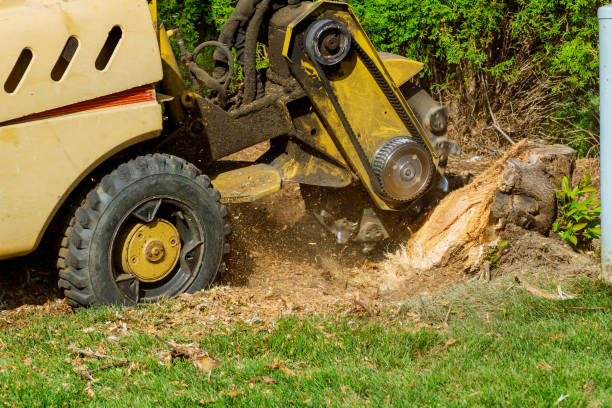 Best Emergency Tree Removal  in Pine Lakes, FL