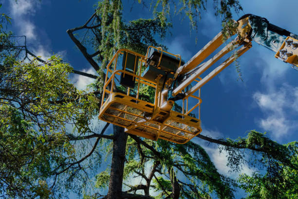 Best Tree Disease Treatment  in Pine Lakes, FL
