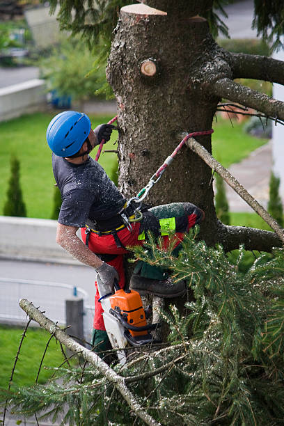 Best Tree Cabling and Bracing  in Pine Lakes, FL