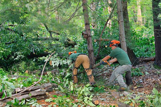 Best Tree Health Inspection  in Pine Lakes, FL