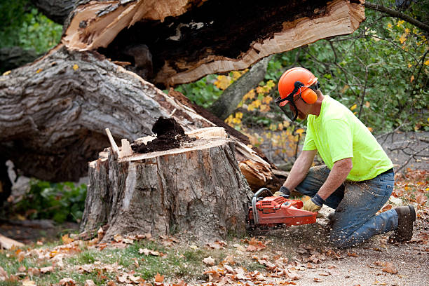 How Our Tree Care Process Works  in  Pine Lakes, FL