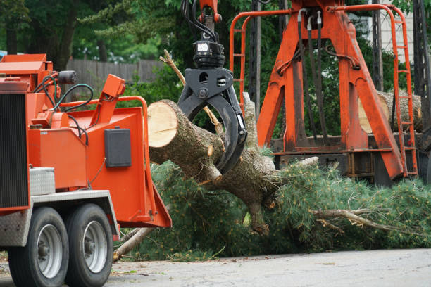 Best Root Management and Removal  in Pine Lakes, FL